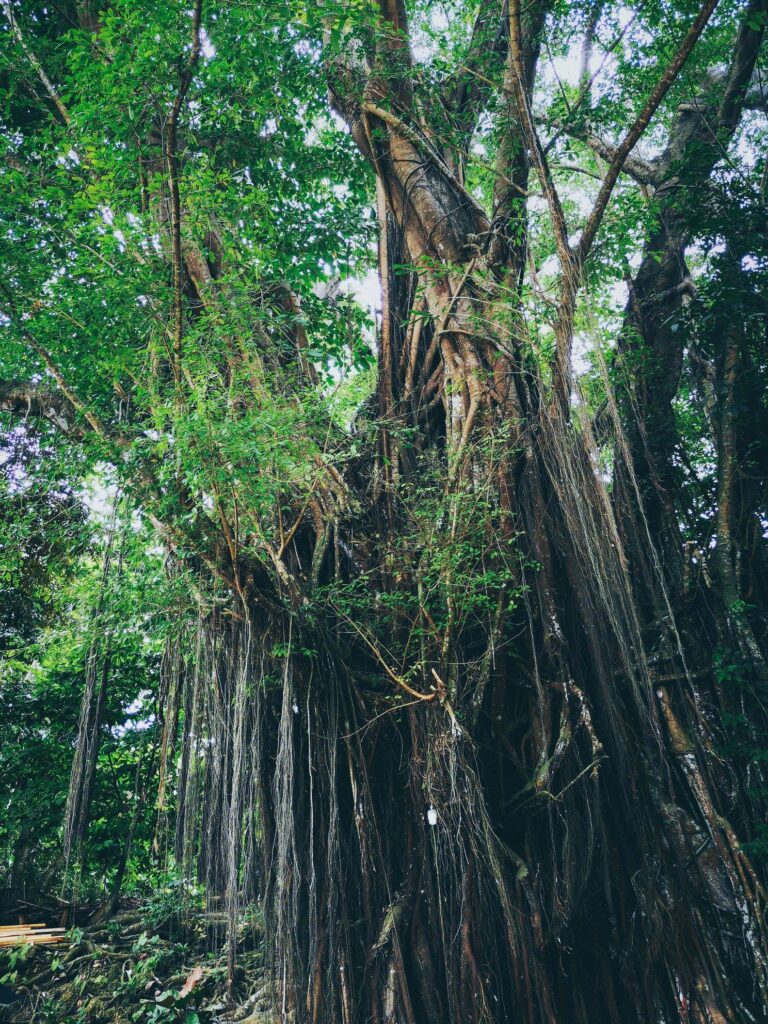 enchanted balete tree in siquijor