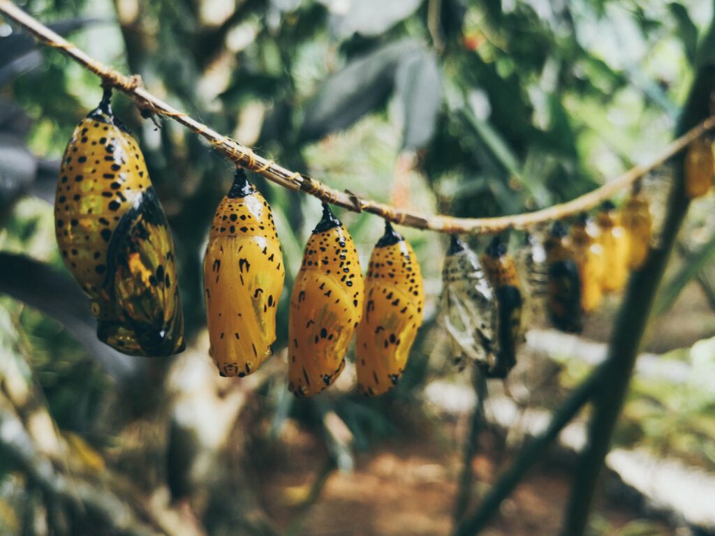 lazi butterfly sanctuary in siquijor