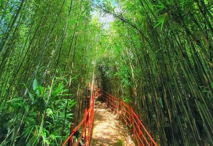 baguio bamboo forest