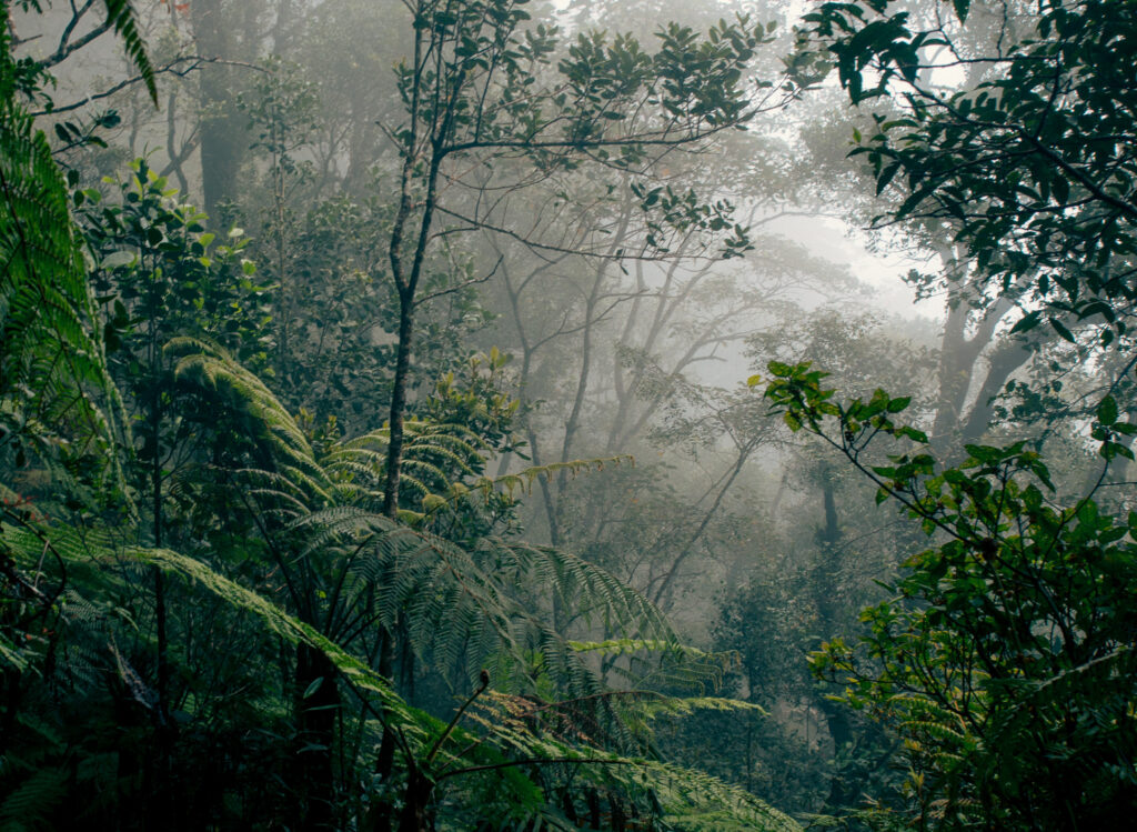 Forest image in Borneo