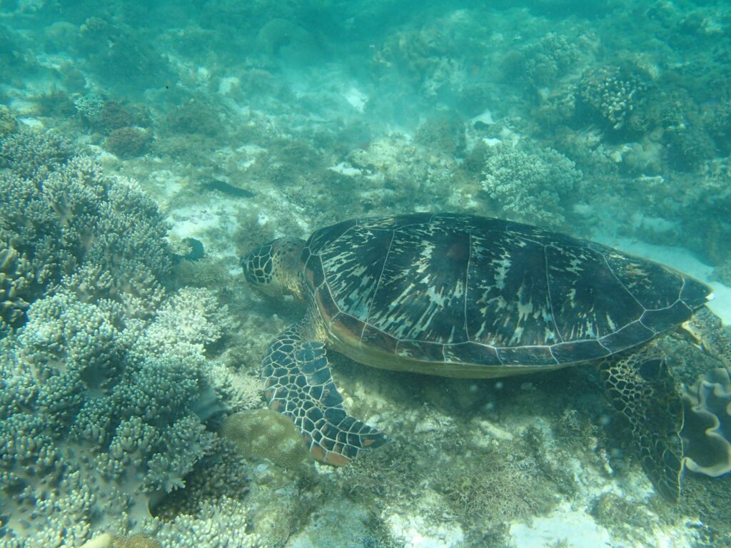 Sea turtle in Apo Island, most beautiful islands in the Philippines